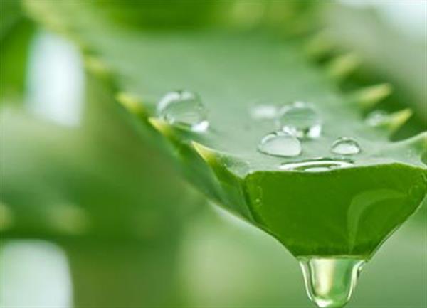 蘆薈膠對痱子管用嗎
