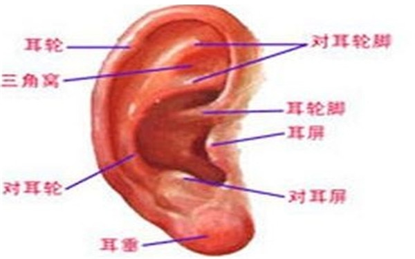  耳朵再造多少錢